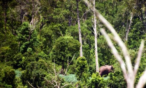 Elephant Kirisia Forest (Small) Elephant Kirisia Forest (Small)